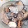 Sea Snail 1kg