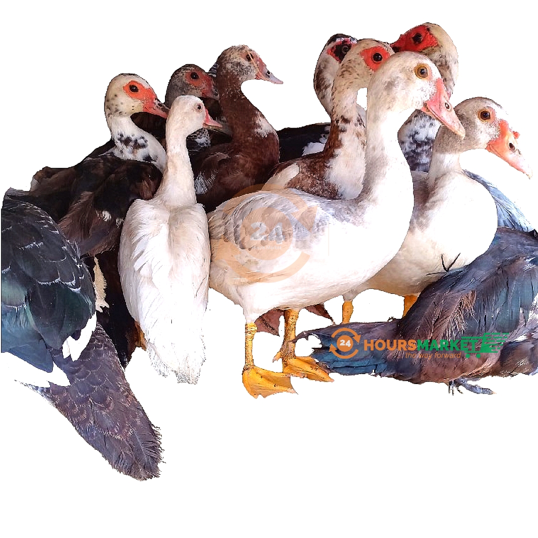 LIVE Duck – b size