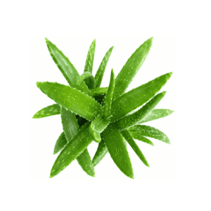 Fresh Aloe Vera Leaf x5