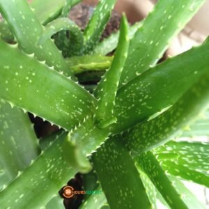 Aloe vera leaves 5leaves