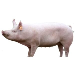 Live Pig 30kg+