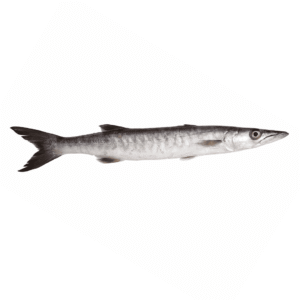 Fresh Barracuda Fish 1kg