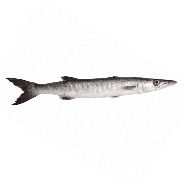 Fresh Barracuda Fish 1kg
