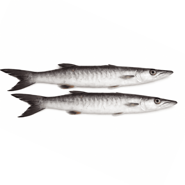 Fresh Barracuda Fish x2