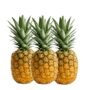 Fresh Pineapple x6