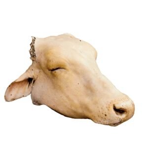 FRESH Cow Head
