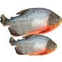 Red pacu fish owere 10kg