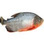 Red pacu fish owere 1 kilo