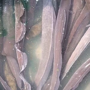 FRESH eja osan  Aba Knife fish 2kg+