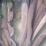 Fresh  Aba Knife Eja Osan 2kg+