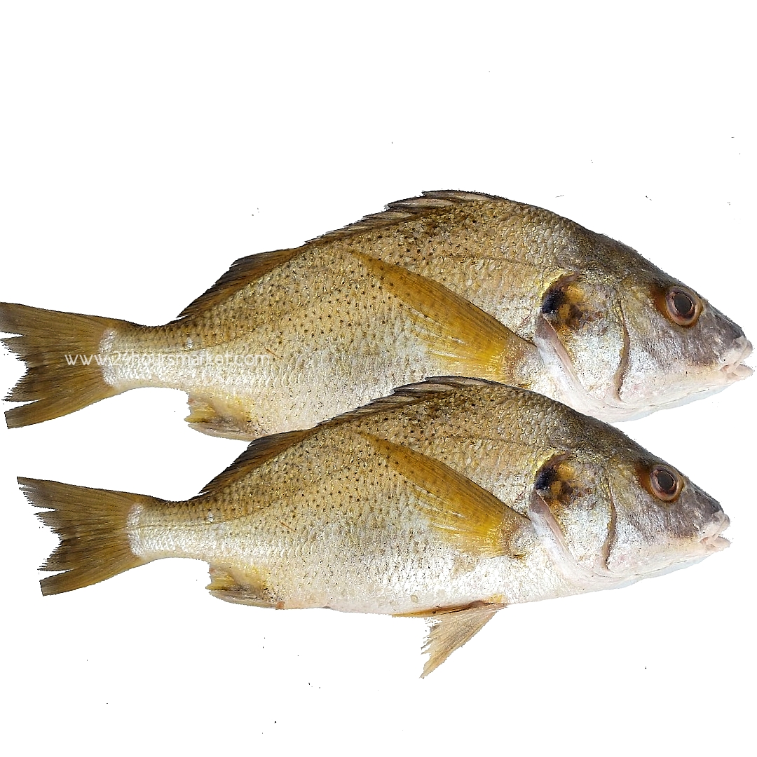 WHITE SNAPPER FISH – Per kilo