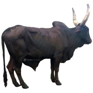Live Cow  B size