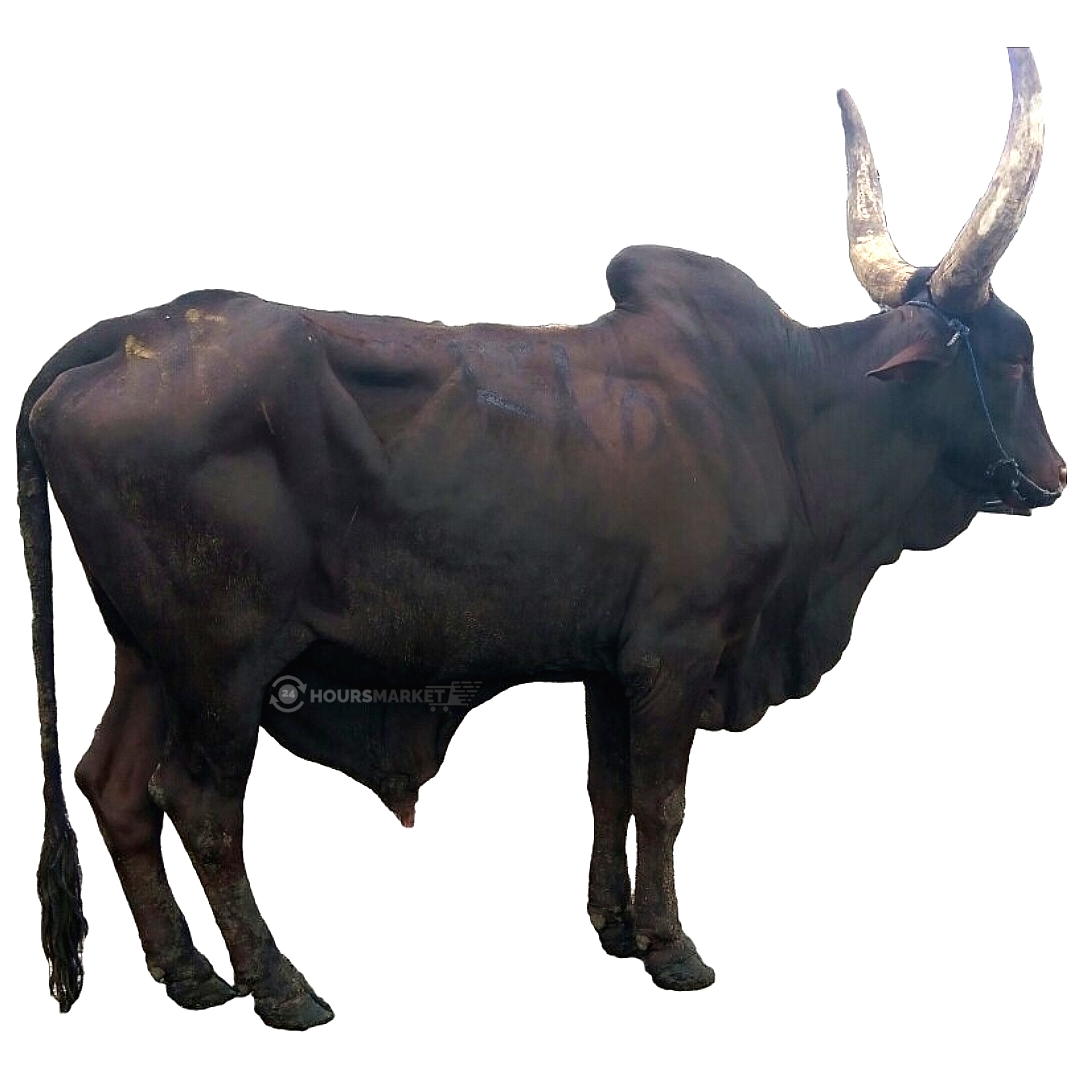 LIVE COW – b size