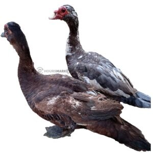 Live duck A size