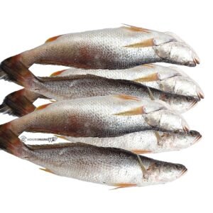 FRESH croaker fish 5pcs