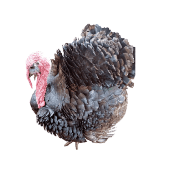 1000103693 Live Turkey 8kg+