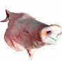 Fresh Pig Head pork 5kg+