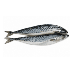 mackerel titus fish 24hoursmarket Mackerel Titus Fish 1kg