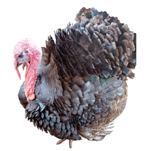 IMG_20240702_090836 Live Turkey 7kg+