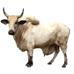 LIVE cow A size