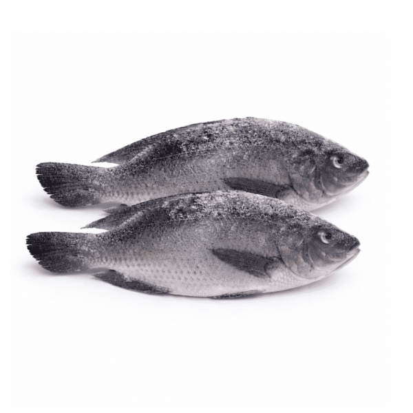 Frozen Tilapia Fish 10kg