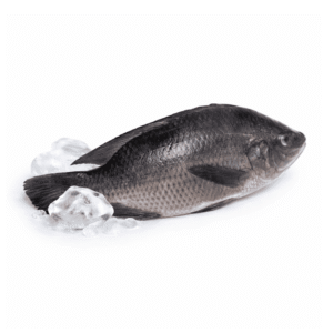 Fresh Tilapia Fish 1kg