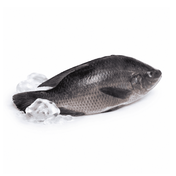 Fresh Tilapia Fish 1kg