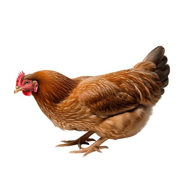 Live Old Layers chicken