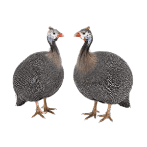 Guinea Fowl – Freshly Slaughtered
