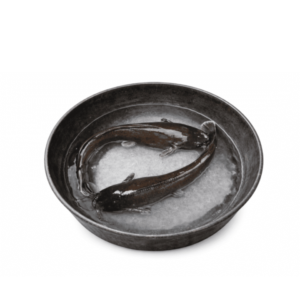 Cleaned Catfish 700g+