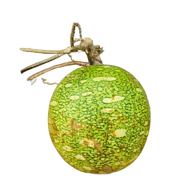Fresh Christmas Melon (Itagiri) 3 Pieces – 24hoursmarket