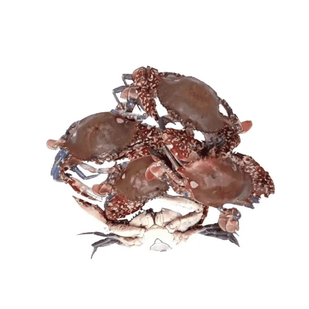 Fresh white crab 1kg