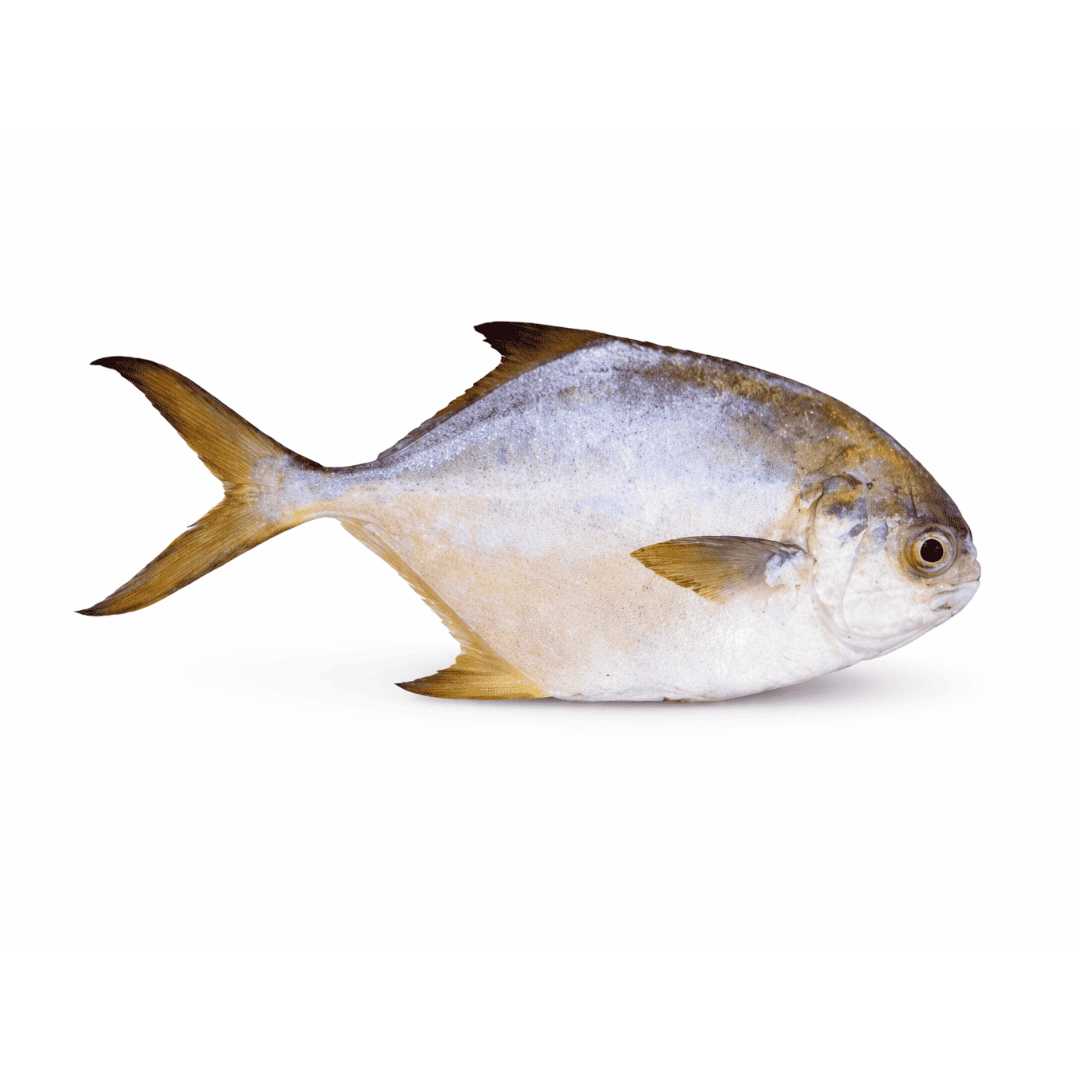 Golden Pompano 1