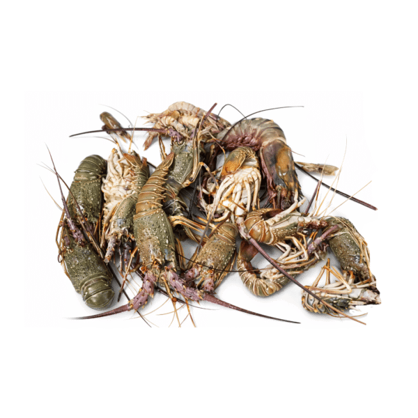 24hoursmarket lobster Fresh Lobster 1kg