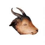 24hoursmarket goat head Fresh Goat Head A