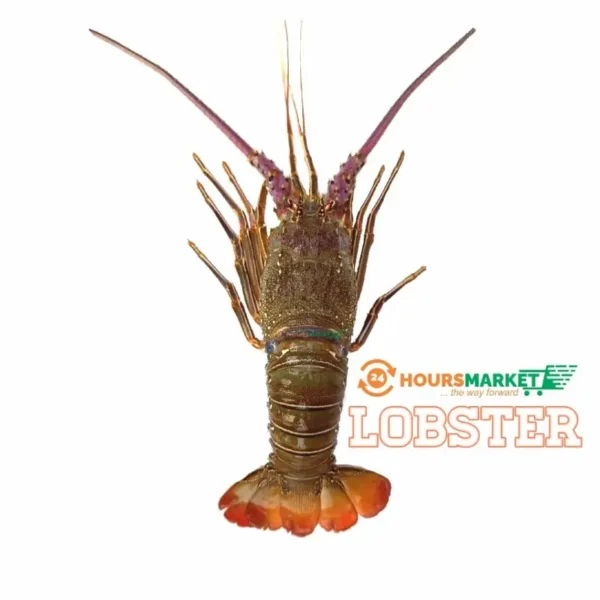 1638009453497-1024x1024 Fresh Lobster 1kg