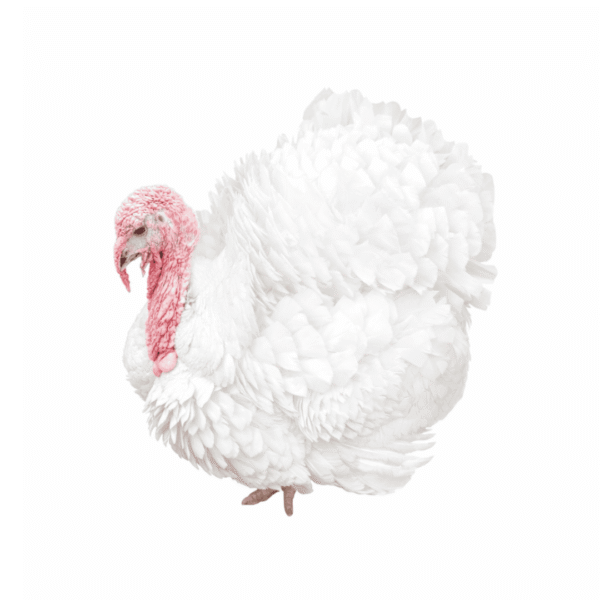 1000104540 Live Turkey 10kg+