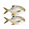 Fresh Golden Pompano 2kg+