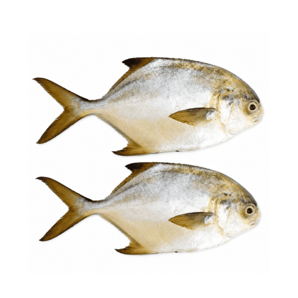 Fresh Golden Pompano 2kg+