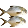 Fresh Golden Pompano 2kg+