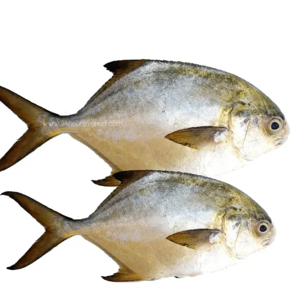 Fresh Golden Pompano 2kg+