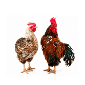 Live Native Local Chicken – 1 Bird