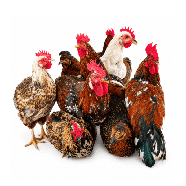 1000195768 Live Native Local Chicken