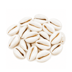 White Cowrie Shells x 20 Pcs