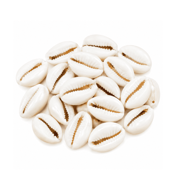 White Cowrie Shells x 20 Pcs